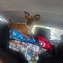 backseat, blanket, brown_dog, cage, car, collar, companion, crate, curious, dog, ears, fabric, indoor, interior, pet, resting, seat, travel, vehicle, window