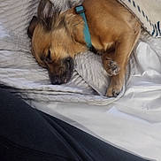 Baby Girl is registered to the contest to win money with this photo: bed, blanket, canine, collar, comfort, cozy, cute, dog, domestic_animal, fur, fur_texture, indoors, nap, paw, pet, relaxed, resting, sleeping, tongue, warm