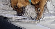 Baby Girl is registered to the contest to win money with this photo: bed, blanket, canine, collar, comfort, cozy, cute, dog, domestic_animal, fur, fur_texture, indoors, nap, paw, pet, relaxed, resting, sleeping, tongue, warm