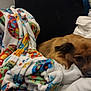Baby Girl is registered to the contest to win money with this photo: animal, bed, blanket, brown_dog, colorful, comfort, cozy, cute, dog, ears, fabric, fleece, fur, indoor, laying, pet, relaxed, resting, snout, soft