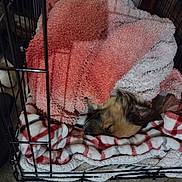 Baby Girl is registered to the contest to win money with this photo: animal, blanket, cage, comfort, cozy, crate, cute, dog, fleece, fur, home, indoor, peaceful, pet, relaxed, resting, sleeping, snuggled, soft, warm