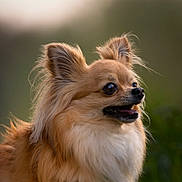 Roy a rejoint le concours — aidez-le/la à gagner de superbes lots ! animal, background_blur, canine, closeup, cute, dog, ears, expression, face, fluffy, friendly, fur, happy, mammal, nature, outdoor, pet, portrait, snout, tongue