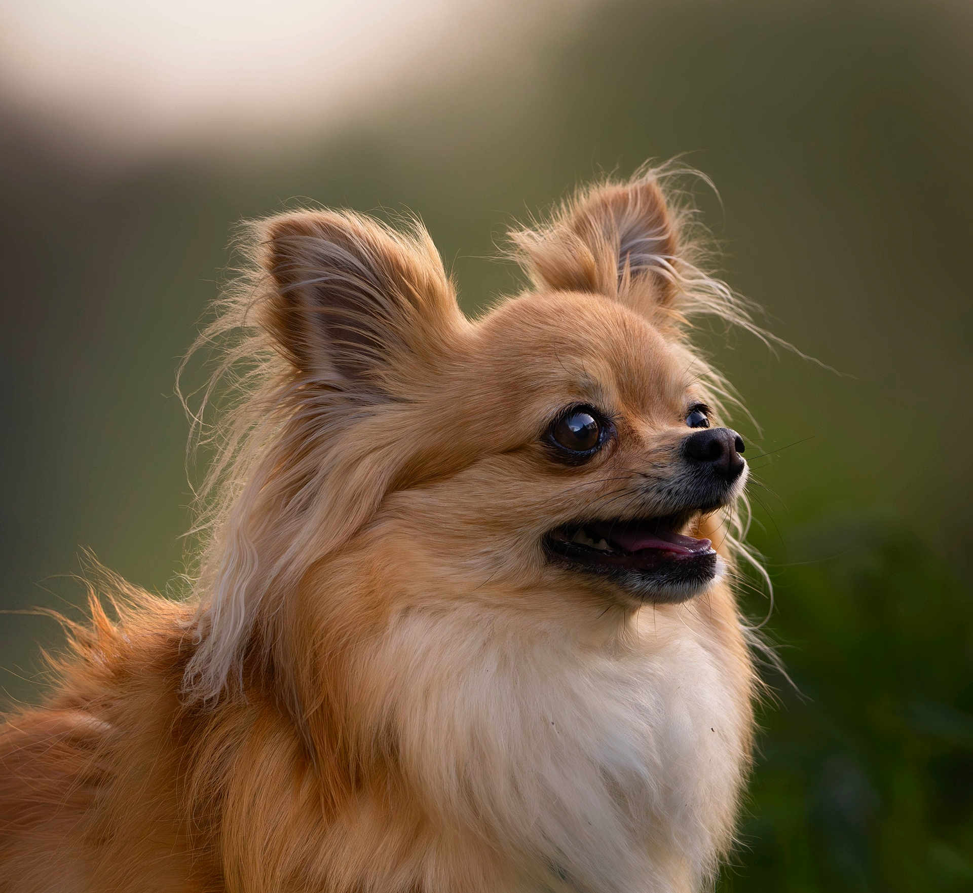 Roy a rejoint le concours — aidez-le/la à gagner de superbes lots ! animal, background_blur, canine, closeup, cute, dog, ears, expression, face, fluffy, friendly, fur, happy, mammal, nature, outdoor, pet, portrait, snout, tongue