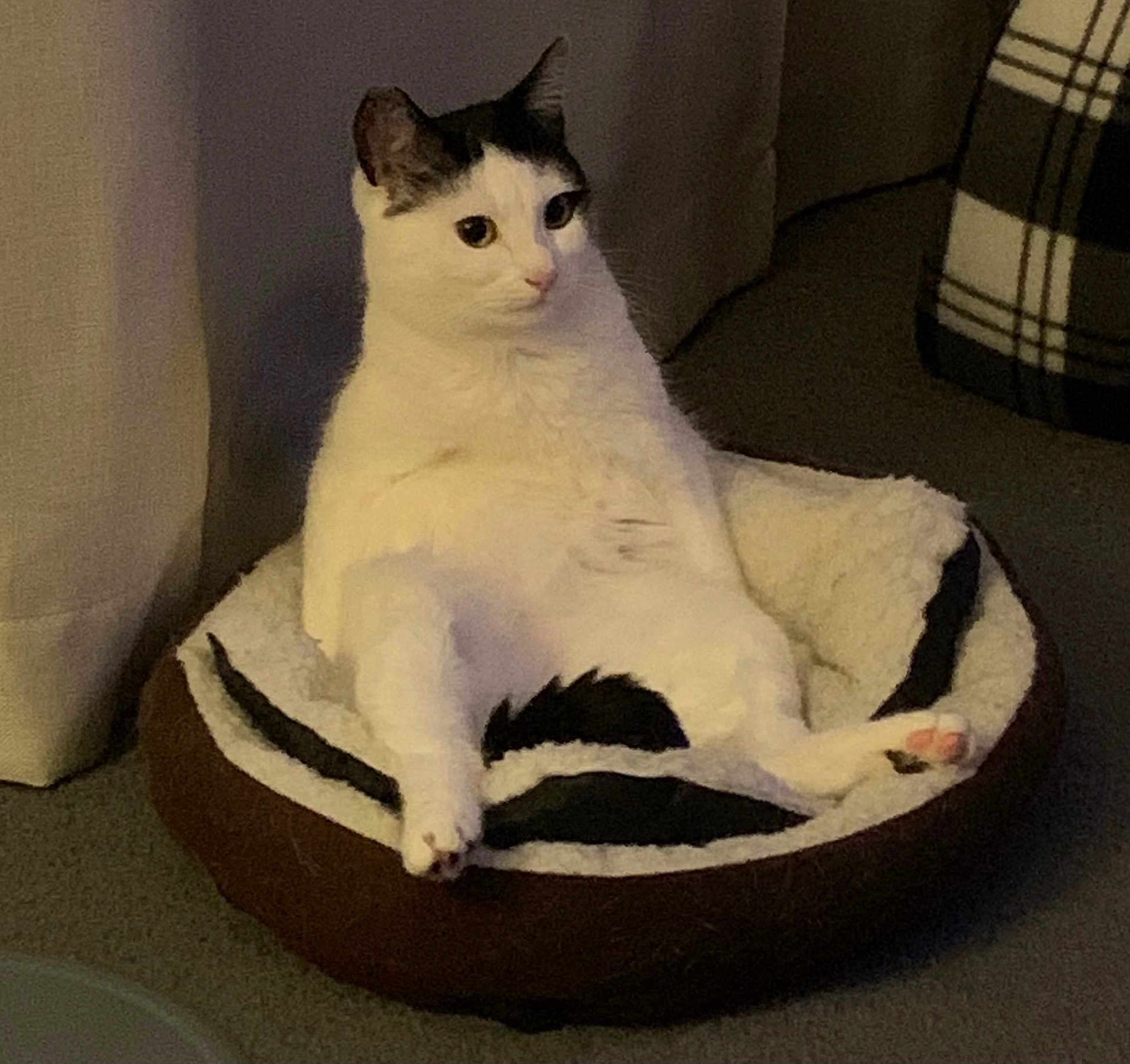 Suki is registered to the contest to win money with this photo: cat, pet_bed, white_cat, black_markings, indoor, feline, sitting, cozy, funny_pose, carpet, curtain, plaid_blanket, relaxed, domestic_cat, cute, animal, resting, paw, ears, whiskers