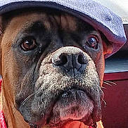 Oups a rejoint le concours — aidez-le/la à gagner de superbes lots ! dog, close_up, face, cap, bandana, pet, animal, brown, black_nose, whiskers, car_interior, seat, window, looking, portrait, domestic_animal, mammal, canine, cute, alert