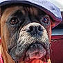 dog, close_up, face, cap, bandana, pet, animal, brown, black_nose, whiskers, car_interior, seat, window, looking, portrait, domestic_animal, mammal, canine, cute, alert