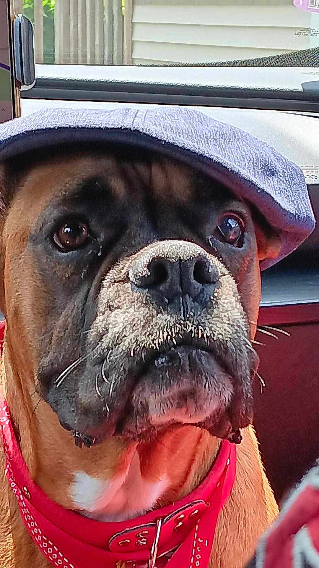 Oups a rejoint le concours — aidez-le/la à gagner de superbes lots ! dog, close_up, face, cap, bandana, pet, animal, brown, black_nose, whiskers, car_interior, seat, window, looking, portrait, domestic_animal, mammal, canine, cute, alert