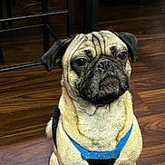 Prince joined the competition — help win amazing prizes! dog, pug, pet, animal, indoor, floor, wooden_floor, harness, brown, black, sitting, cute, face, ears, fur, expression, chair, furniture, domestic, alert