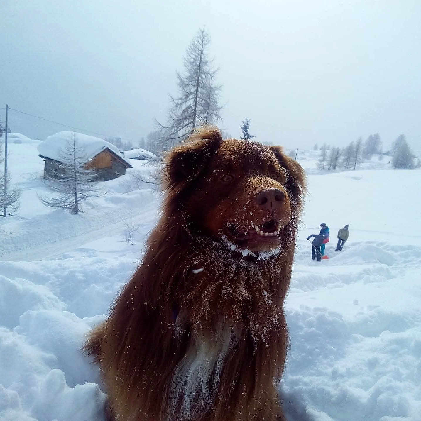 Hold-Up participe au concours pour gagner de l'argent avec cette photo : animal, brown_dog, cabin, canine, cold, daytime, dog, forest, fur, nature, outdoor, people, playful, shoveling, sky, snow, snowflakes, snowy_landscape, tree, winter