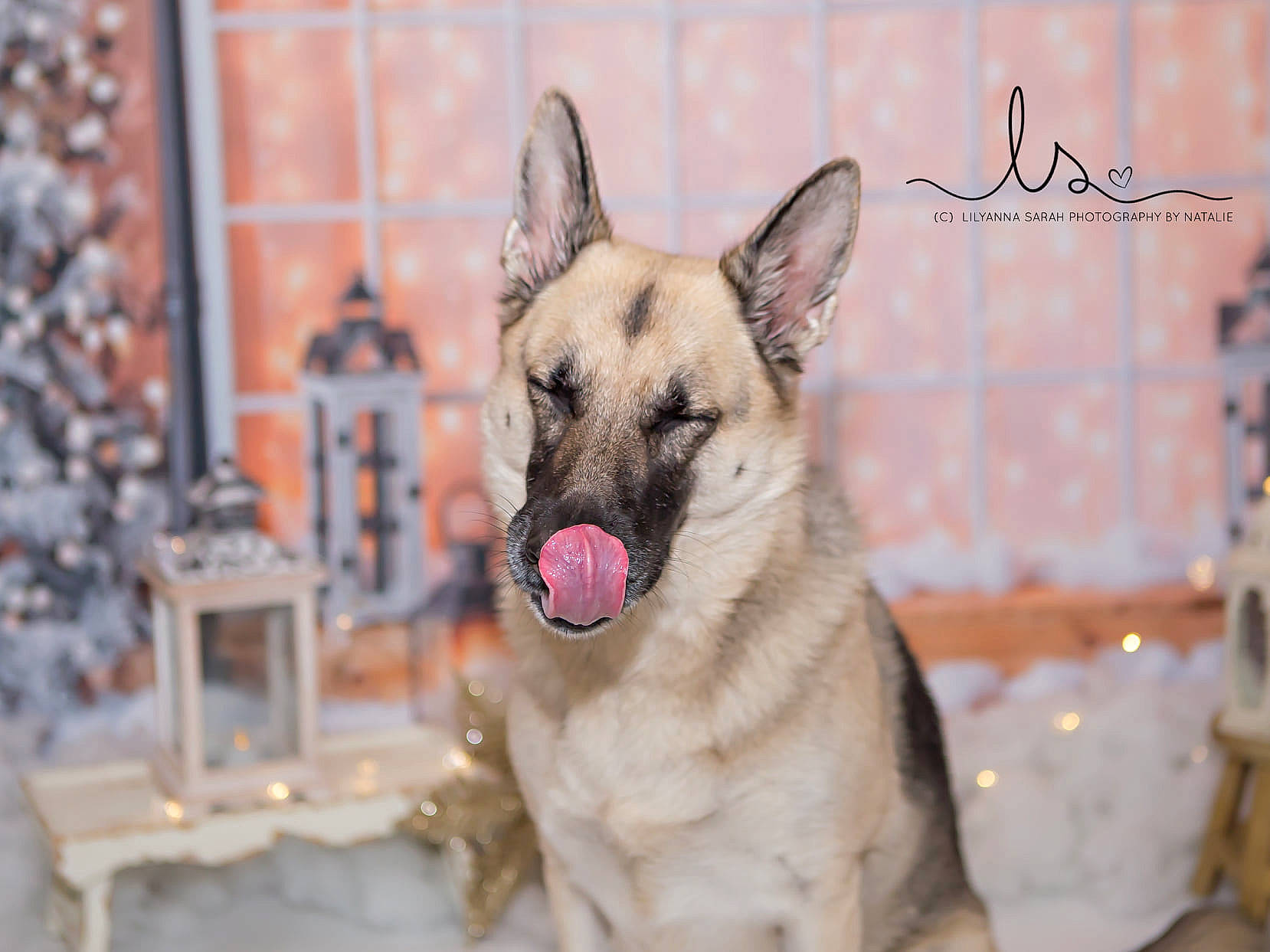 Skye joined the competition — help win amazing prizes! canidae, carnivore, collar, dog, dog_breed, fawn, german_shepherd_dog, guard_dog, herding_dog, pet_supply, snout, sporting_group, working_dog