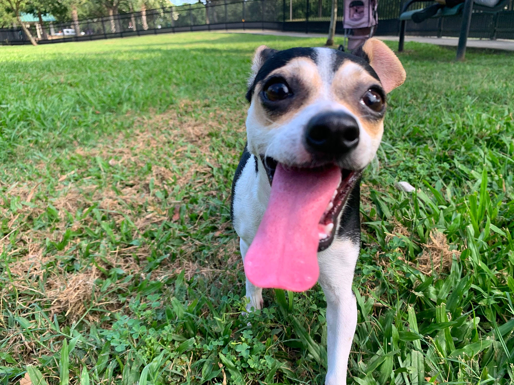 Chloe Belle joined the competition — help win amazing prizes! american_staffordshire_terrier, canidae, carnivore, companion_dog, danish_swedish_farmdog, dog, dog_breed, fawn, feist, grass, mammal, plant, puppy, rare_breed_dog, rat_terrier, snout, terrier, vertebrate