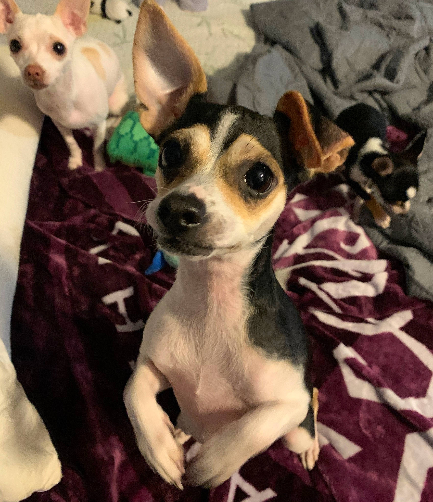 Chloe Belle is registered to the contest to win money with this photo: american_hairless_terrier, ancient_dog_breeds, canidae, carnivore, chihuahua, companion_dog, corgi_chihuahua, dog, dog_breed, fawn, mammal, miniature_fox_terrier, puppy, russkiy_toy, snout, teddy_roosevelt_terrier, toy_dog, toy_fox_terrier, vertebrate, whiskers