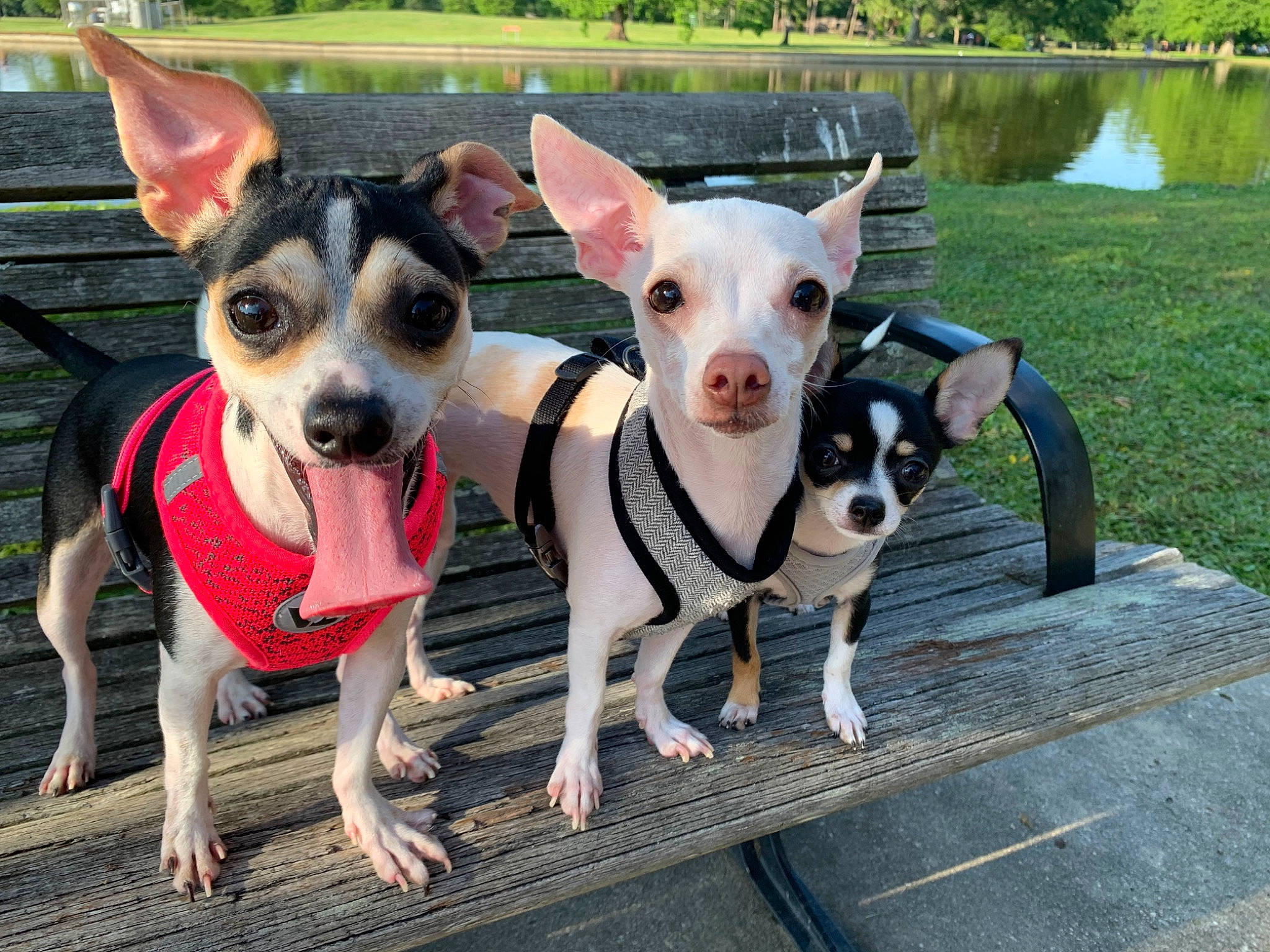 Izzy joined the competition — help win amazing prizes! adventure, ancient_dog_breeds, canidae, carnivore, chihuahua, companion_dog, corgi_chihuahua, dog, dog_breed, feist, mammal, miniature_fox_terrier, rare_breed_dog, rat_terrier, snout, sporting_group, terrier, toy_dog, toy_fox_terrier, vertebrate