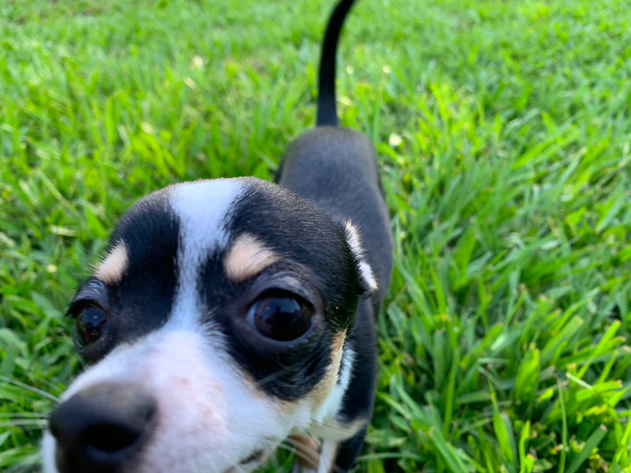 Piper joined the competition — help win amazing prizes! canidae, carnivore, companion_dog, danish_swedish_farmdog, dog, dog_breed, grass, mammal, miniature_fox_terrier, puppy, rare_breed_dog, rat_terrier, ratonero_bodeguero_andaluz, snout, sporting_group, toy_fox_terrier, vertebrate