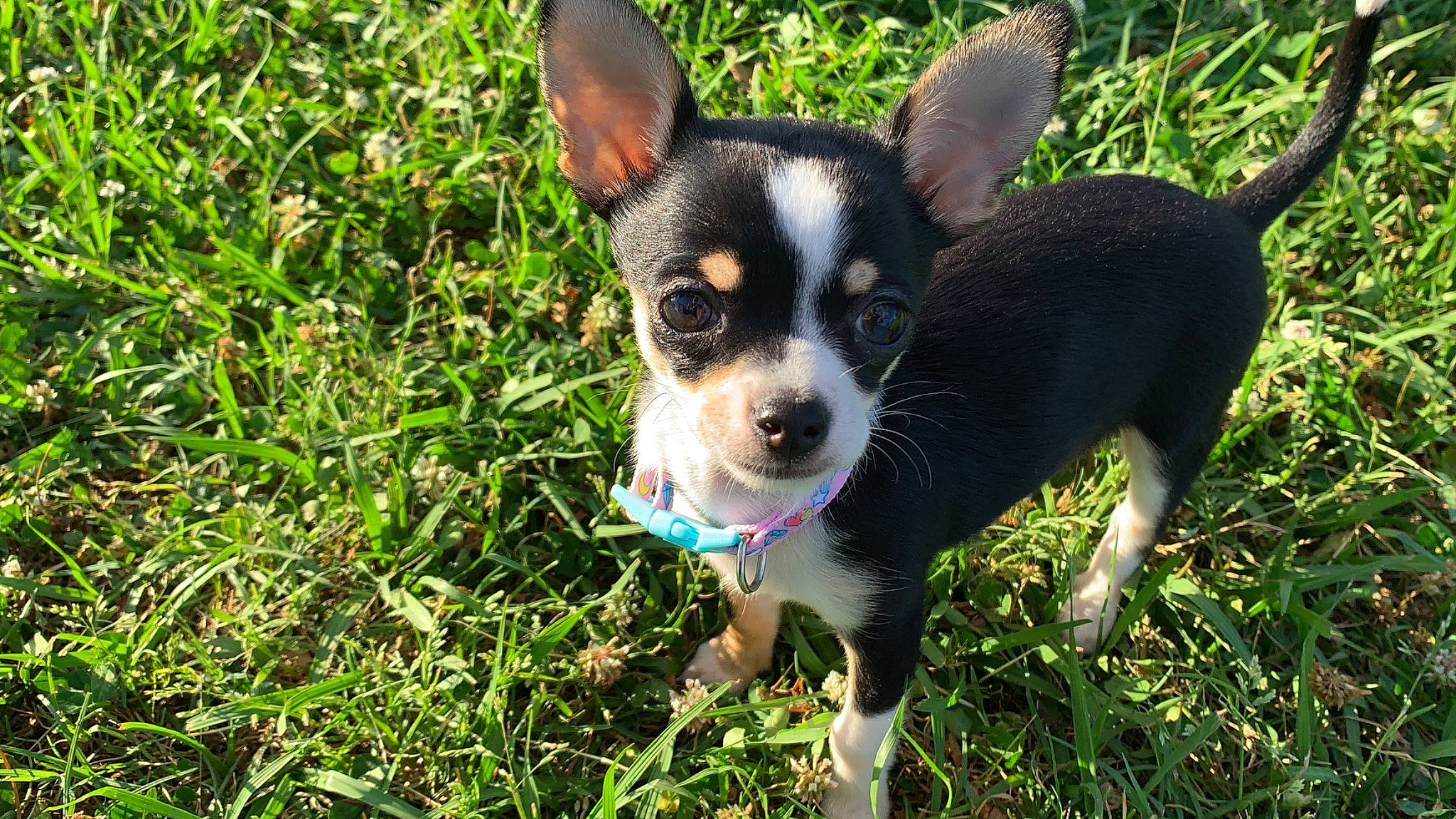 Piper is registered to the contest to win money with this photo: australian_kelpie, canidae, carnivore, chihuahua, corgi_chihuahua, dog, dog_breed, english_toy_terrier, feist, grass, mammal, miniature_fox_terrier, miniature_pinscher, puppy, rat_terrier, snout, teddy_roosevelt_terrier, texas_heeler, toy_fox_terrier, vertebrate