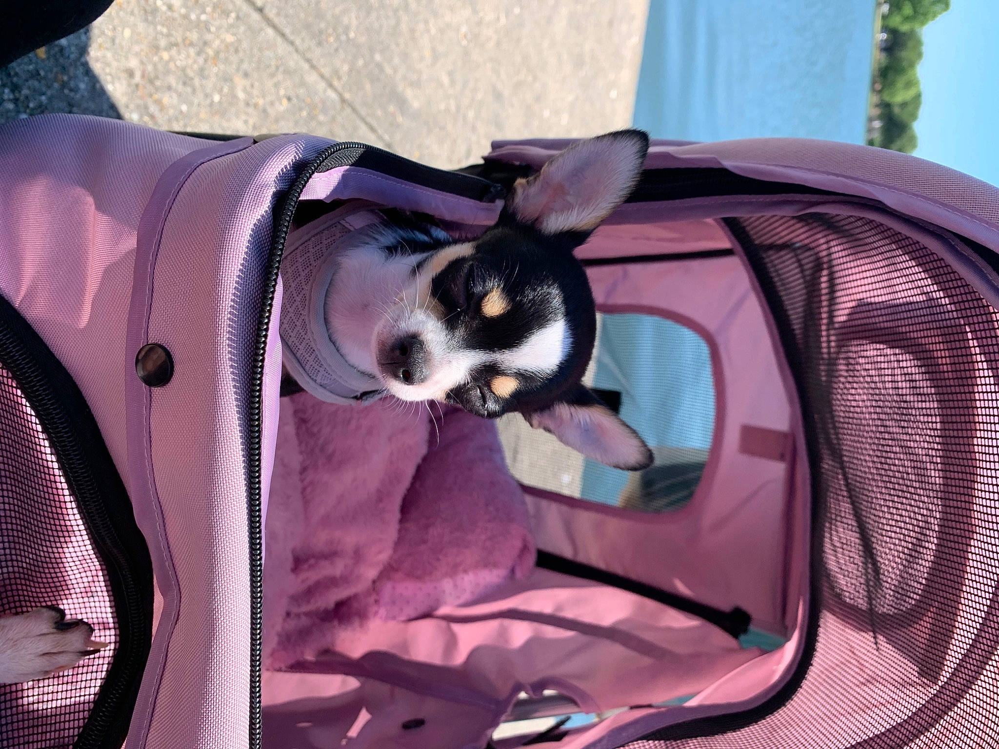 Piper joined the competition — help win amazing prizes! canidae, carnivore, cat, felidae, pink, purple