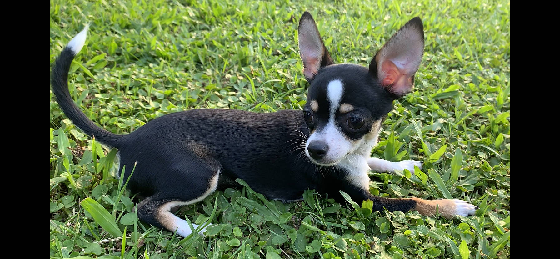Piper joined the competition — help win amazing prizes! canidae, carnivore, chihuahua, corgi_chihuahua, dog, dog_breed, english_toy_terrier, feist, grass, mammal, miniature_fox_terrier, prazsky_krysarik, puppy, rare_breed_dog, snout, sporting_group, teddy_roosevelt_terrier, toy_dog, toy_fox_terrier, vertebrate