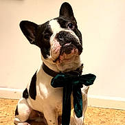 Niro a rejoint le concours — aidez-le/la à gagner de superbes lots ! dog, french_bulldog, pet, sitting, bow_tie, collar, black_and_white, portrait, indoors, floor, wall, cork_floor, front_view, ears, snout, wrinkled_face, short_hair, cute, well_dressed, animal_photography