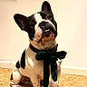 dog, french_bulldog, pet, sitting, bow_tie, collar, black_and_white, portrait, indoors, floor, wall, cork_floor, front_view, ears, snout, wrinkled_face, short_hair, cute, well_dressed, animal_photography