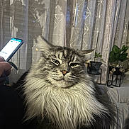 Ramsès a rejoint le concours — aidez-le/la à gagner de superbes lots ! cat, fluffy_cat, long_hair, gray_cat, tabby, pet, animal, portrait, face, eyes, whiskers, fur, sitting, indoors, curtains, houseplant, phone, couch, home, funny