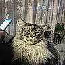 cat, fluffy_cat, long_hair, gray_cat, tabby, pet, animal, portrait, face, eyes, whiskers, fur, sitting, indoors, curtains, houseplant, phone, couch, home, funny