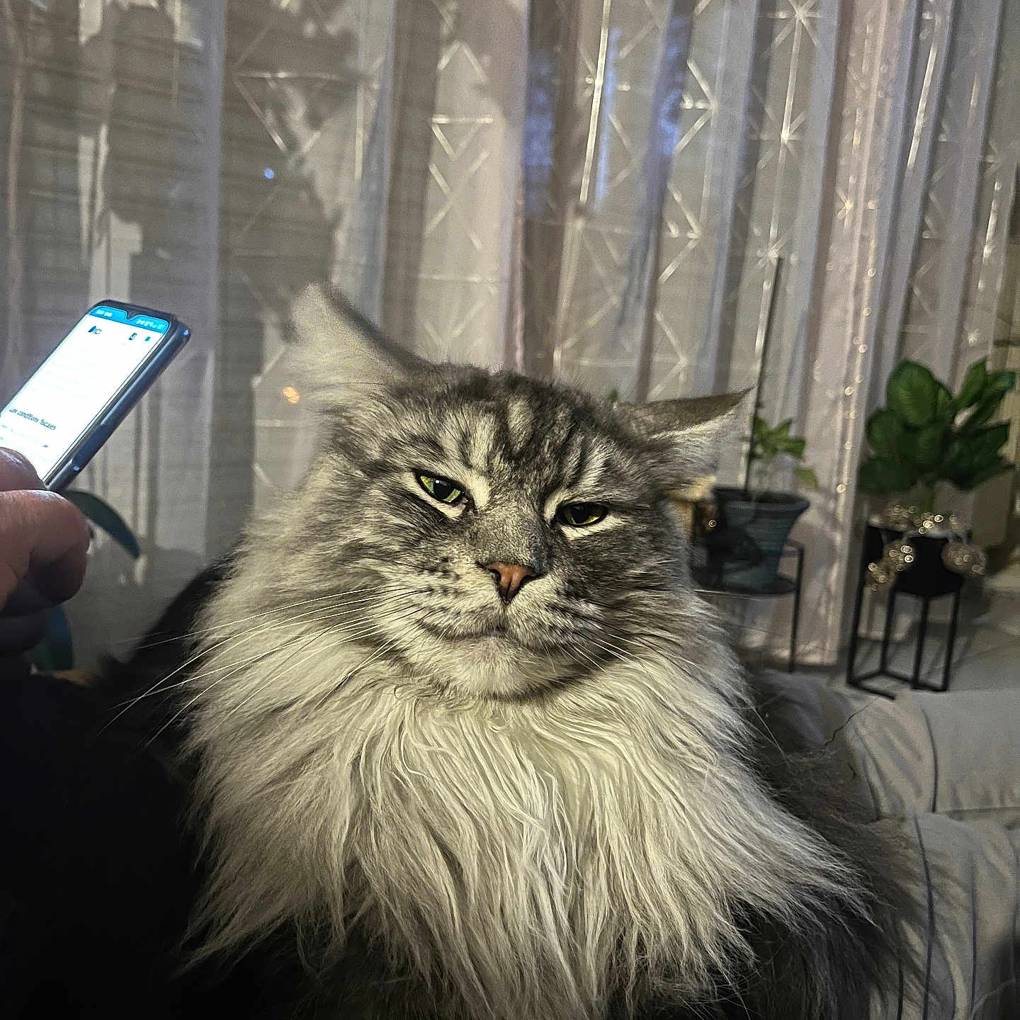 Ramsès a rejoint le concours — aidez-le/la à gagner de superbes lots ! cat, fluffy_cat, long_hair, gray_cat, tabby, pet, animal, portrait, face, eyes, whiskers, fur, sitting, indoors, curtains, houseplant, phone, couch, home, funny