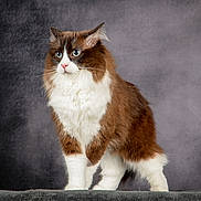 Symba a rejoint le concours — aidez-le/la à gagner de superbes lots ! cat, fluffy, brown, white, blue_eyes, standing, portrait, pet, feline, indoor, fur, whiskers, ears, animal, cute, soft, looking_away, studio, background, domestic