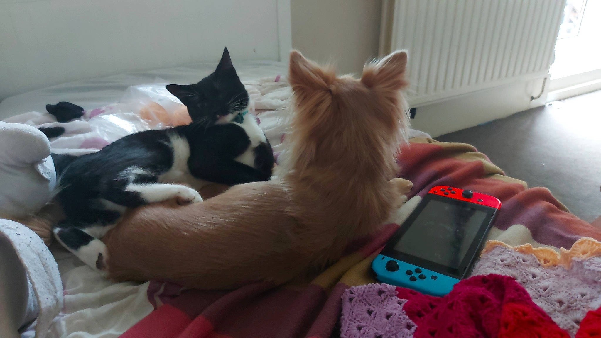 Waffle joined the competition — help win amazing prizes! carnivore, cat, comfort, communication_device, companion_dog, dog_breed, fawn, felidae, flooring, fur, gadget, lap, linens, mobile_phone, paw, portable_communications_device, small_to_medium_sized_cats, tail, whiskers, wrist