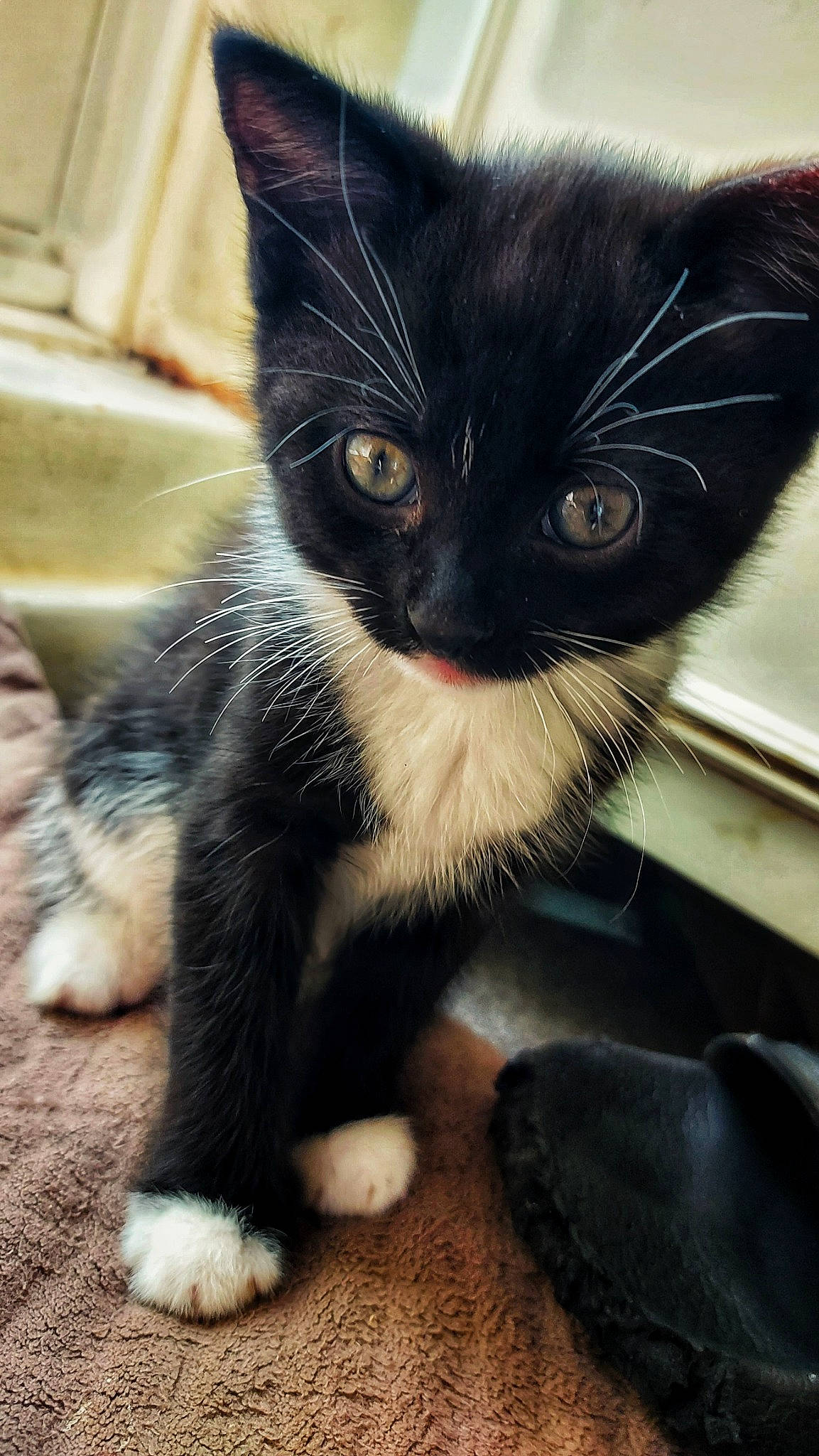 Waffle joined the competition — help win amazing prizes! black_cat, carnivore, cat, claw, comfort, domestic_short_haired_cat, felidae, foot, fur, iris, paw, small_to_medium_sized_cats, snout, tail, terrestrial_animal, whiskers