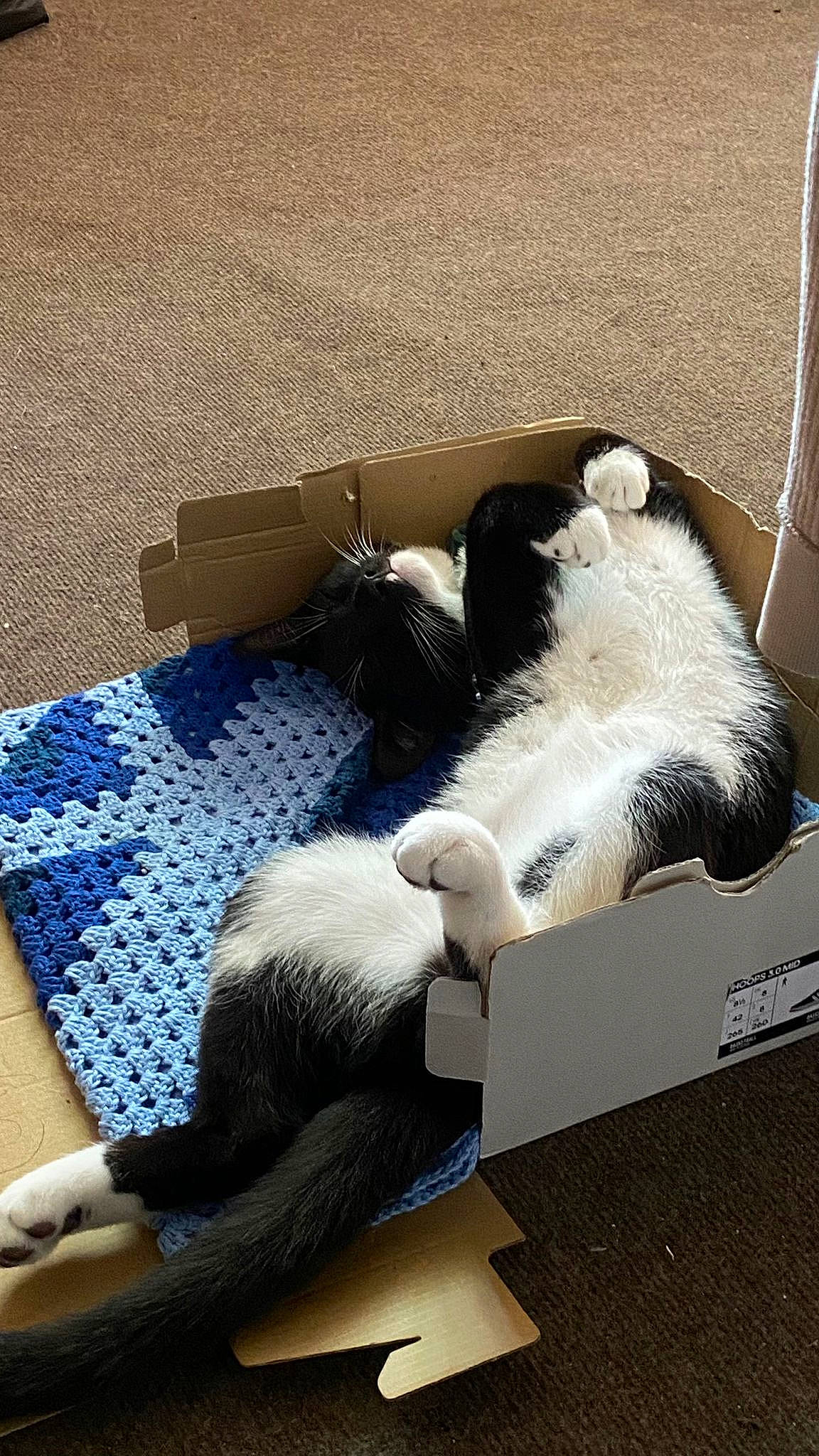 Waffle is registered to the contest to win money with this photo: box, canidae, carnivore, cat, comfort, companion_dog, domestic_short_haired_cat, electric_blue, felidae, flooring, fur, grey, mammal, paw, small_to_medium_sized_cats, tail, textile, toy, vertebrate, whiskers