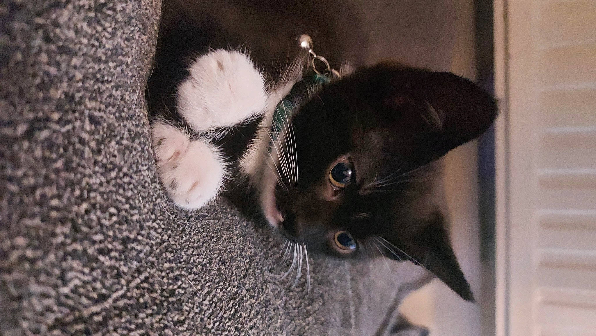 Waffle is registered to the contest to win money with this photo: carnivore, cat, claw, comfort, domestic_short_haired_cat, ear, felidae, fur, monochrome, monochrome_photography, plant, small_to_medium_sized_cats, tail, whiskers