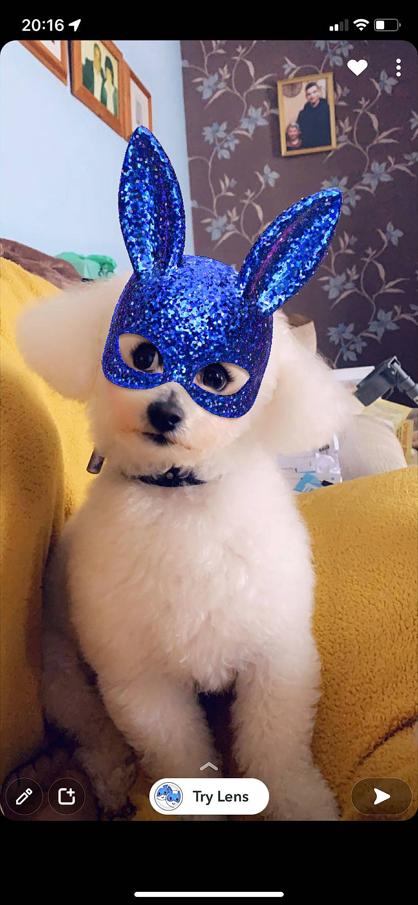 Dougie is registered to the contest to win money with this photo: art, blue, costume, ear, electric_blue, event, fawn, felidae, fictional_character, fur, head, human_body, mythical_creature, natural_material, rabbits_and_hares, snout, stuffed_toy, tail, toy, whiskers