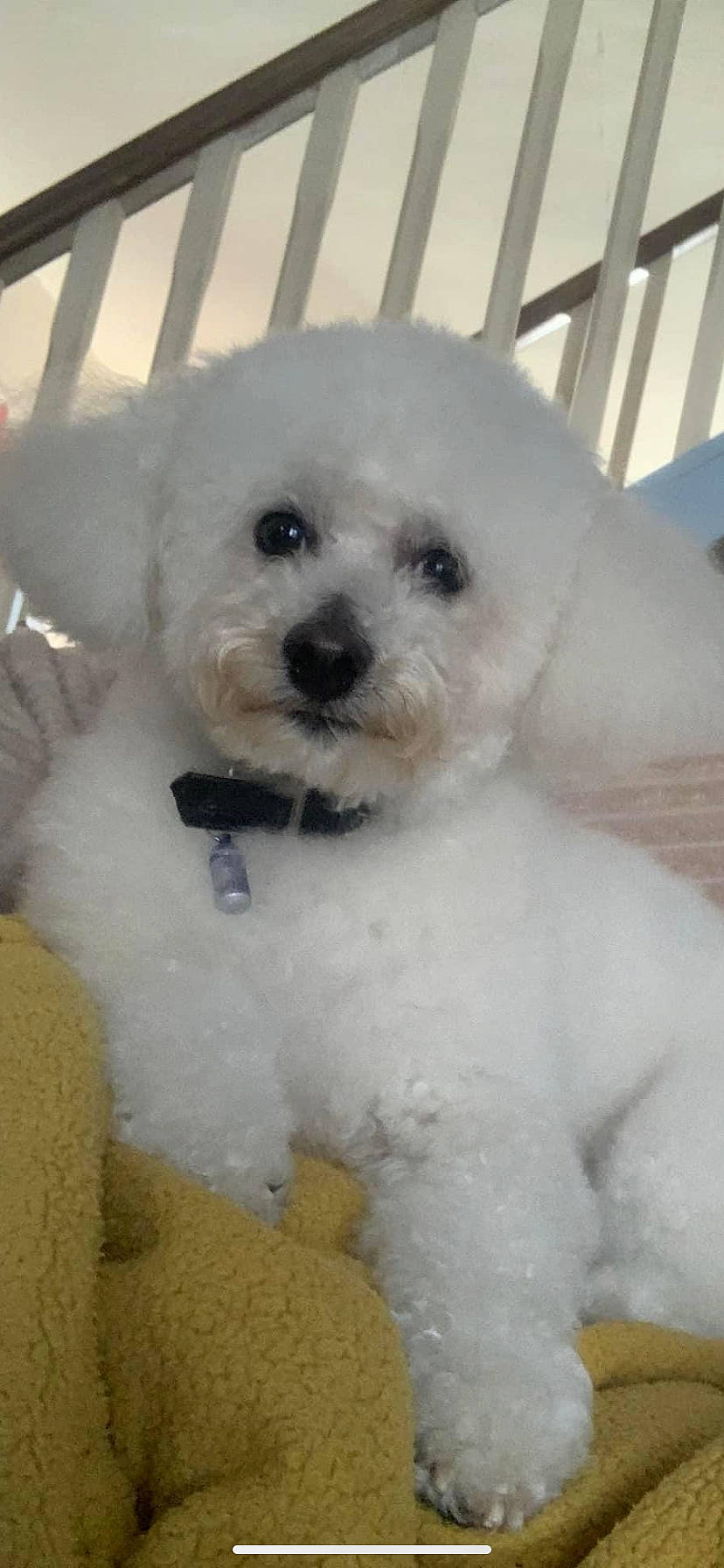 Dougie is registered to the contest to win money with this photo: canidae, carnivore, companion_dog, dog, dog_breed, fawn, fur, labradoodle, maltepoo, poodle, puppy, puppy_love, shih_poo, snout, sporting_group, terrier, toy_dog, water_dog, white, working_animal