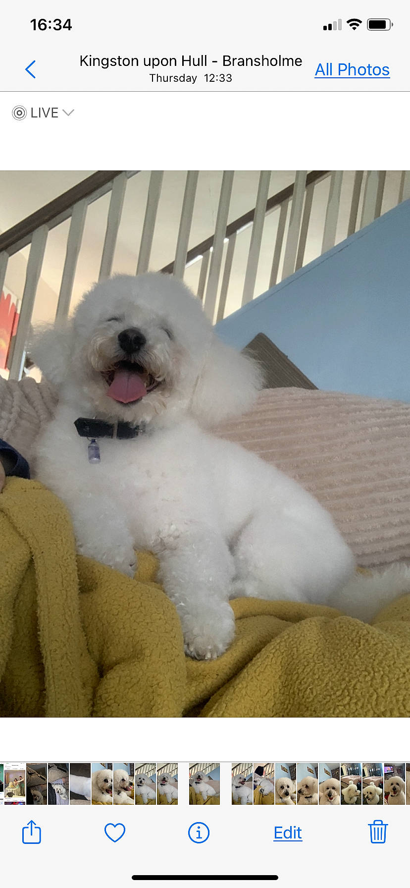 Dougie joined the competition — help win amazing prizes! bichon, carnivore, companion_dog, dog, dog_breed, fence, fur, maltepoo, non_sporting_group, poodle, sporting_group, toy_dog, water_dog, working_animal