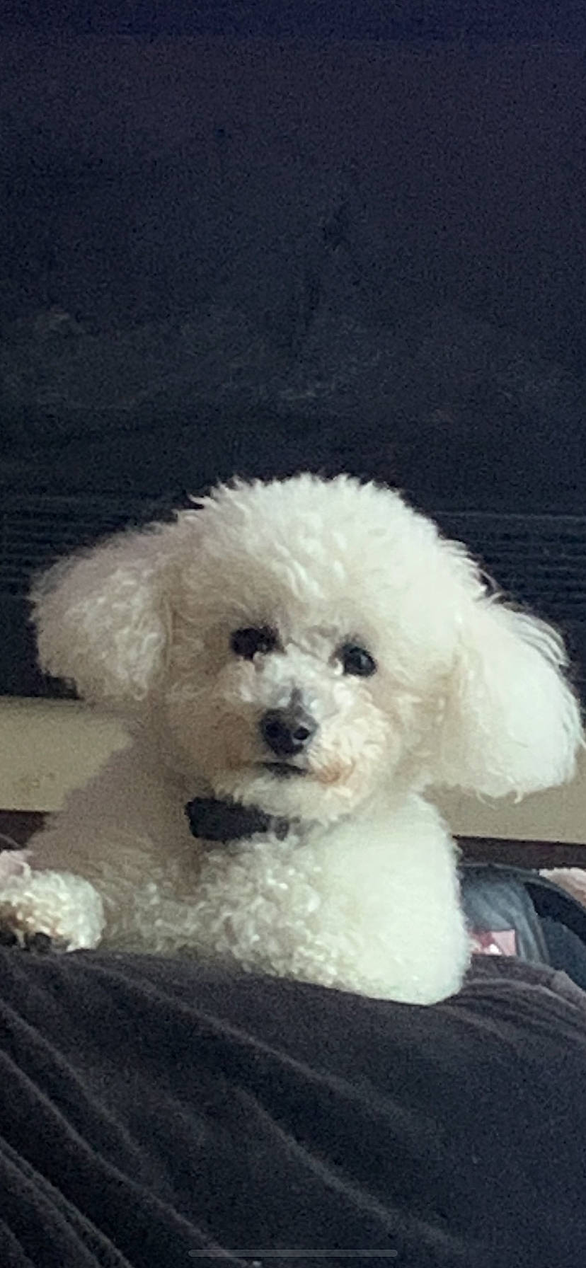 Dougie joined the competition — help win amazing prizes! canidae, carnivore, companion_dog, dog, dog_breed, fur, labradoodle, maltepoo, non_sporting_group, plant, plush, poodle, puppy, puppy_love, snout, sporting_group, stuffed_toy, teddy_bear, toy, toy_dog