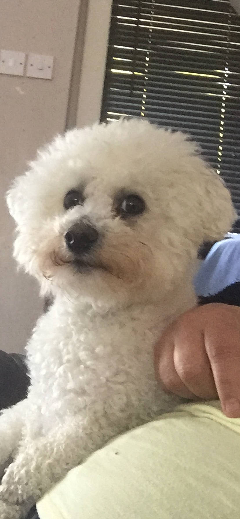 Dougie is registered to the contest to win money with this photo: bichon, canidae, carnivore, companion_dog, dog, dog_breed, ear, fur, maltepoo, non_sporting_group, nose, poodle, puppy, snout, sporting_group, terrier, toy_dog, water_dog, window_blind, working_animal
