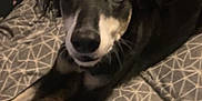Trixie is registered to the contest to win money with this photo: animal, black_and_white, blanket, companion, cozy, curious, cute, dog, eyes, face, fur, furniture, home, indoor, pattern, paw, pet, resting, snout, stretching