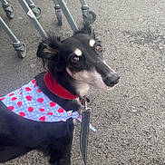Trixie is registered to the contest to win money with this photo: animal, asphalt, bandana, black_and_white, blue, canine, closeup, collar, cute, daylight, dog, footwear, leash, looking_back, outdoor, pavement, pet, red, shopping_cart, walking