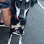 Trixie is registered to the contest to win money with this photo: animal, black_and_white, canine, car, close_up, companion, dog, ears, fur, leash, mammal, outdoor, pavement, person, pet, shoe, shorts, street, tattoo, walking