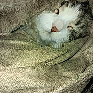 Marvin joined the competition — help win amazing prizes! animal_face, blanket, cat, closed_eyes, comfort, covered, cozy, cute, domestic_animal, fur, indoor, mammal, nap, pet, relaxation, rest, sleeping, soft_texture, warmth, whiskers