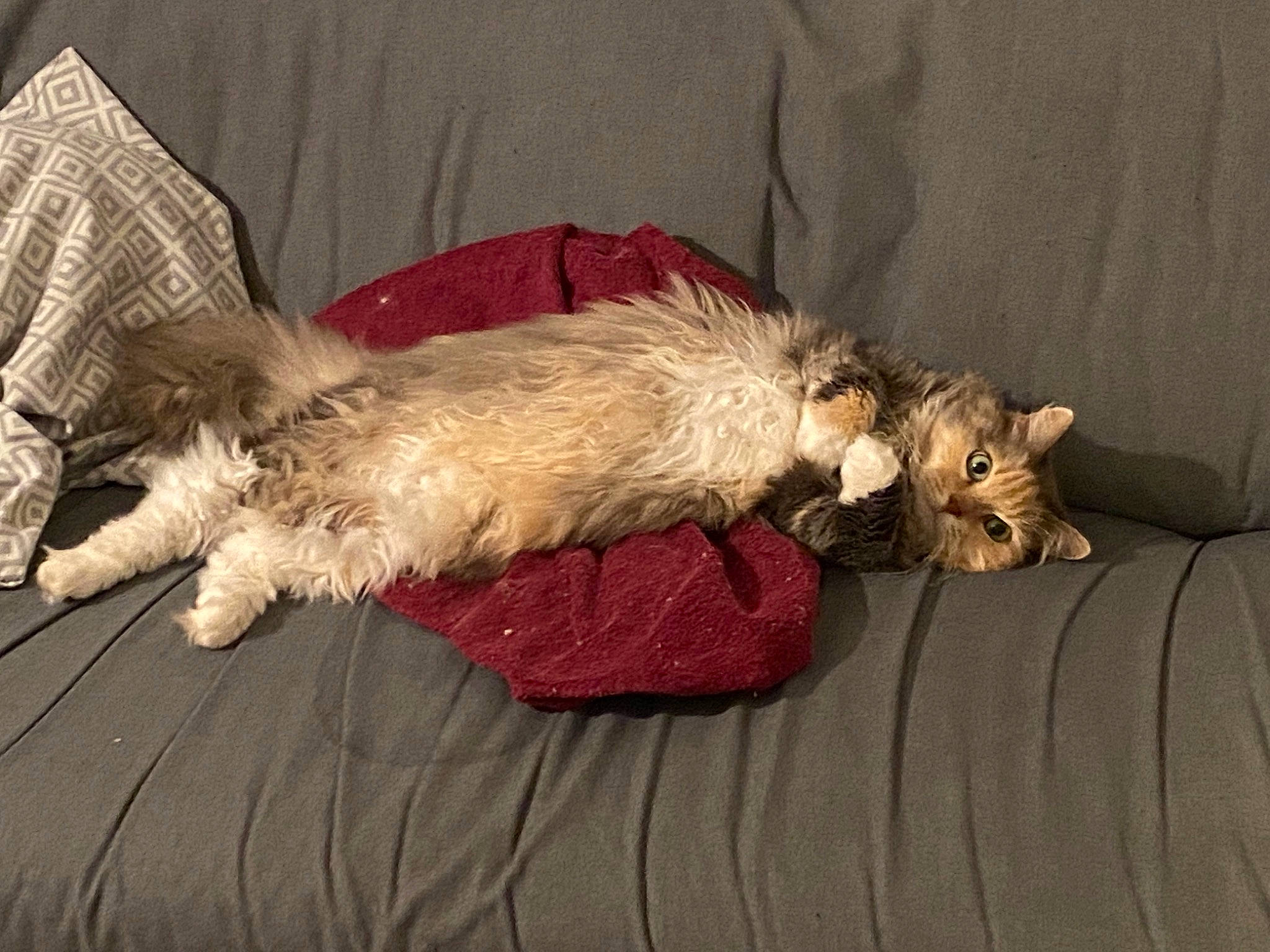 Altaisk participe au concours pour gagner de l'argent avec cette photo : carnivore, comfort, companion_dog, dog, dog_breed, dog_supply, fur, liver, nap, non_sporting_group, paw, small_terrier, tail, terrier, toy_dog, vertebrate, wood