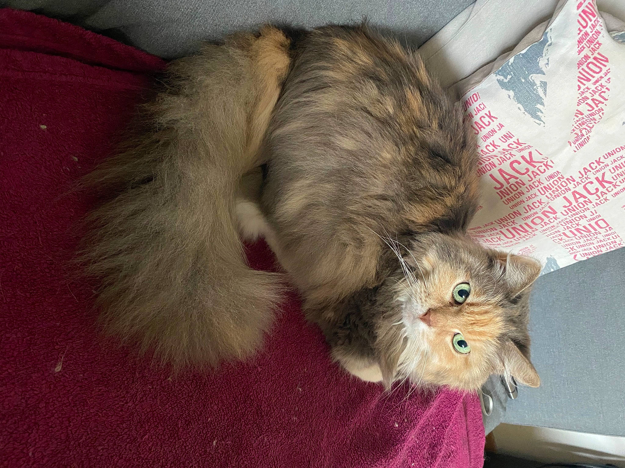 Altaisk participe au concours pour gagner de l'argent avec cette photo : british_longhair, carnivore, cat, claw, comfort, domestic_short_haired_cat, fawn, felidae, foot, fur, nap, paw, plant, small_to_medium_sized_cats, snout, tail, whiskers