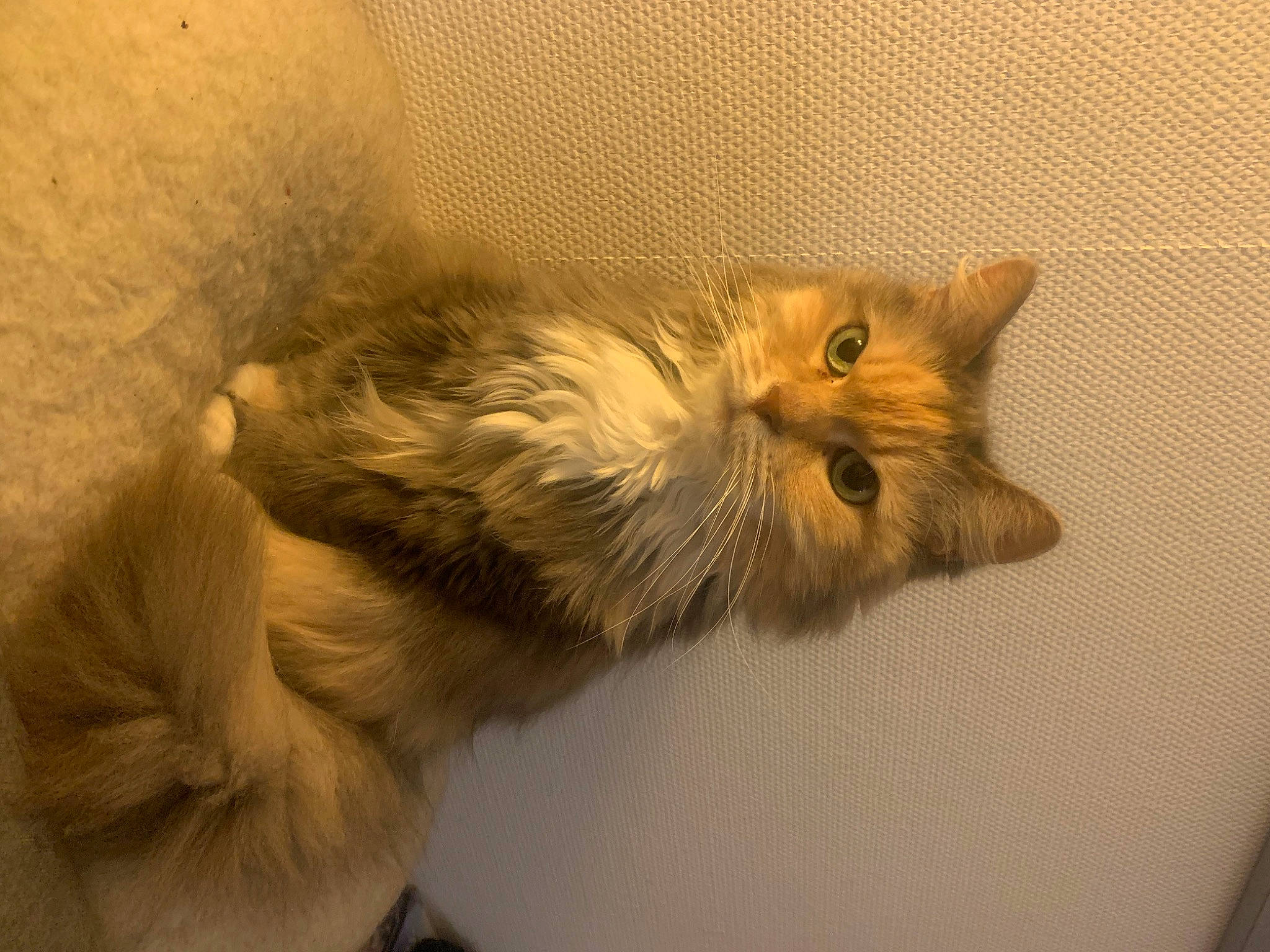 Altaisk participe au concours pour gagner de l'argent avec cette photo : british_longhair, carnivore, cat, claw, comfort, domestic_short_haired_cat, eye, fawn, felidae, fur, paw, persian, plant, small_to_medium_sized_cats, snout, tail, whiskers, wood