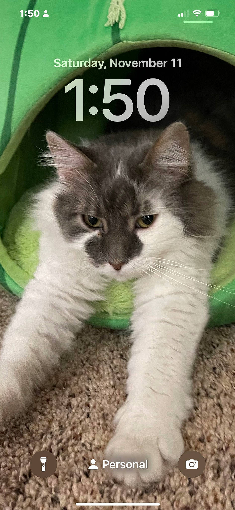 Versace is registered to the contest to win money with this photo: carnivore, cat, claw, domestic_short_haired_cat, felidae, font, fur, grass, paw, pet_supply, photo_caption, publication, small_to_medium_sized_cats, snout, tail, terrestrial_animal, whiskers, window