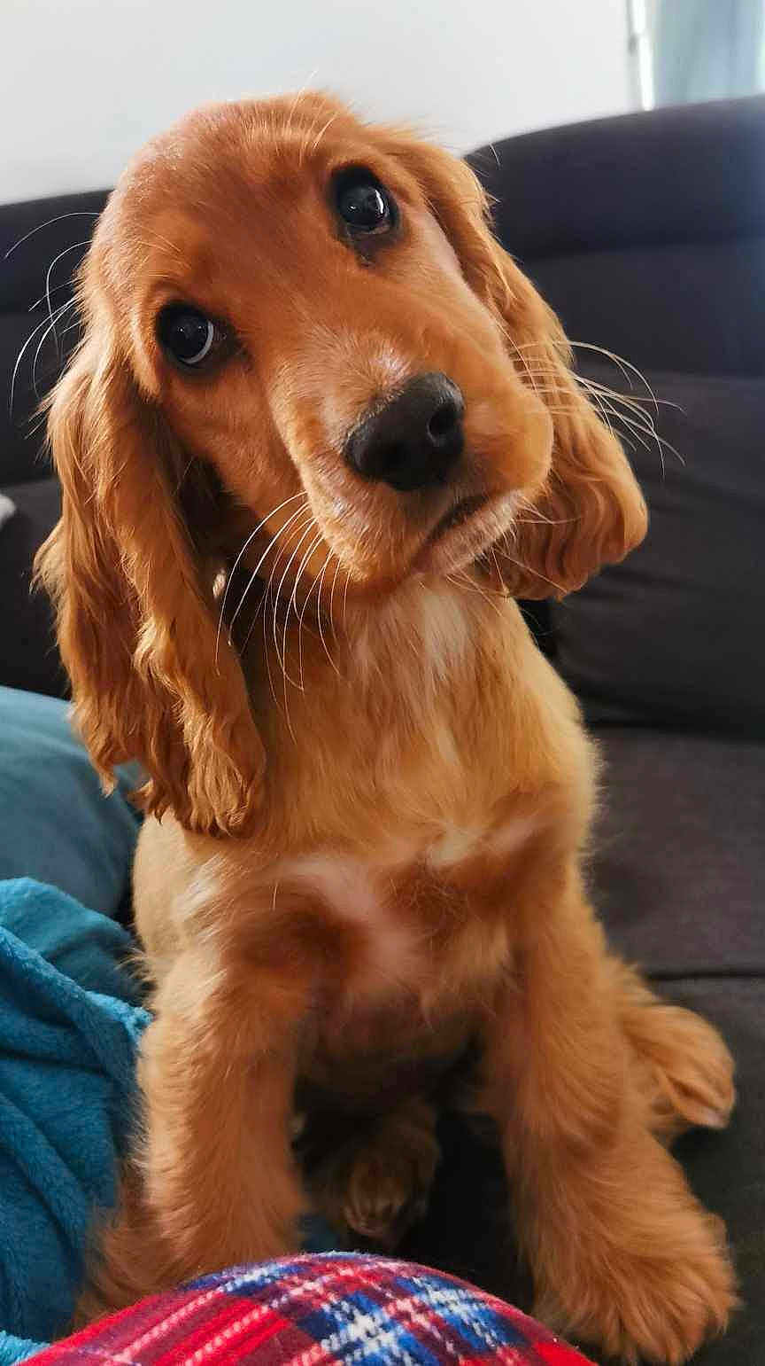 Nala a rejoint le concours — aidez-le/la à gagner de superbes lots ! puppy, dog, golden, cute, pet, indoors, couch, blanket, fur, ears, whiskers, nose, face, portrait, animal, young, friendly, looking_up, cozy, domestic
