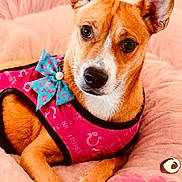 Whiskey is registered to the contest to win money with this photo: dog, pet, canine, pink_bed, pink_outfit, blue_bow, fur, ears, eyes, paw, resting, cute, domestic_animal, animal_portrait, indoor, cozy, soft_texture, closeup, portrait, happy