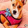 dog, pet, canine, pink_bed, pink_outfit, blue_bow, fur, ears, eyes, paw, resting, cute, domestic_animal, animal_portrait, indoor, cozy, soft_texture, closeup, portrait, happy