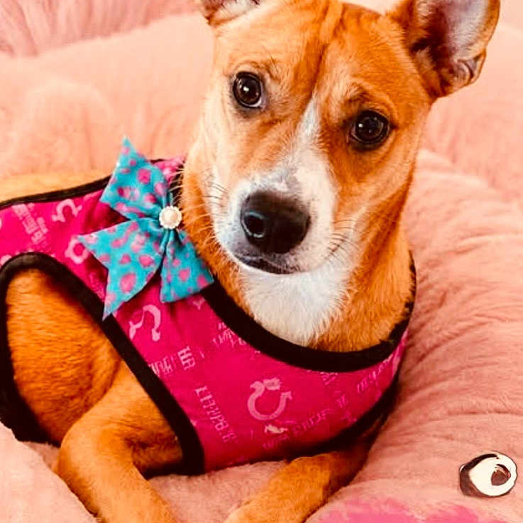 Whiskey is registered to the contest to win money with this photo: dog, pet, canine, pink_bed, pink_outfit, blue_bow, fur, ears, eyes, paw, resting, cute, domestic_animal, animal_portrait, indoor, cozy, soft_texture, closeup, portrait, happy