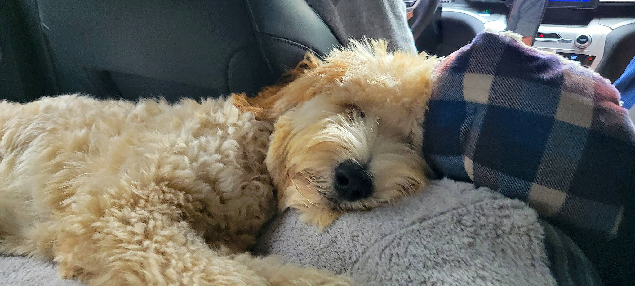 Penny Rose joined the competition — help win amazing prizes! canidae, carnivore, comfort, companion_dog, dog, dog_breed, dog_collar, fur, labradoodle, maltepoo, plaid, poodle, small_terrier, snout, sporting_group, tartan, terrier, toy_dog, water_dog, working_animal