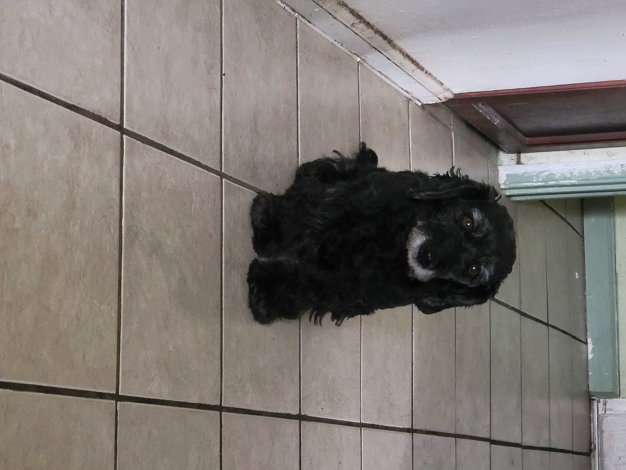 Lillian is registered to the contest to win money with this photo: black_cat, canidae, carnivore, companion_dog, dog_breed, flooring, fur, hardwood, liver, non_sporting_group, paw, snout, sporting_group, tail, terrestrial_animal, tile_flooring, wood, working_animal